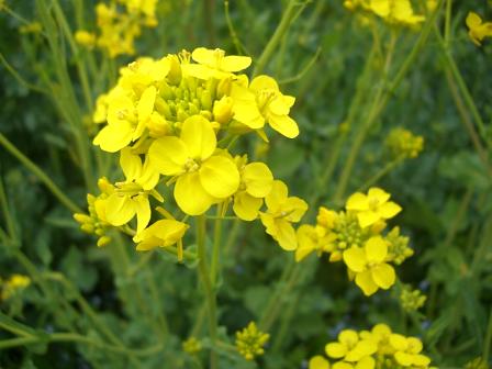 幸せの黄色い菜の花！？